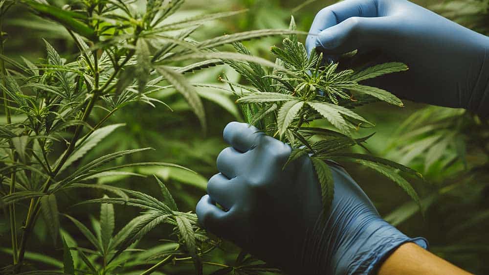 eine cannabispflanze wird von einer person untersucht